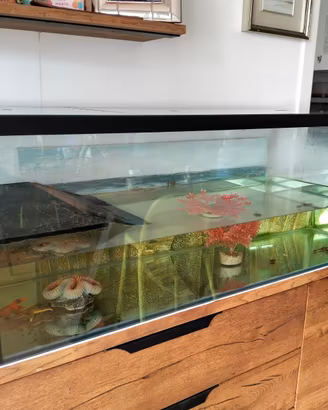 Acquario tartarughe