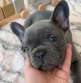 CUCCIOLI di BULLDOG FRANCESE manto blu - pag rate