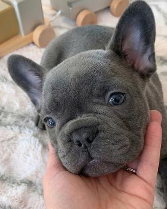 CUCCIOLI di BULLDOG FRANCESE manto blu - pag rate