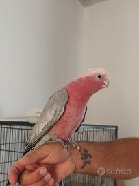 Pappagalli