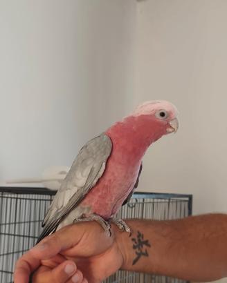 Pappagalli