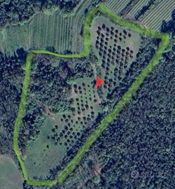 Terreno agricolo sui Colli Euganei