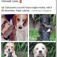 Cagnolini in adozione