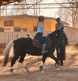Pony pottock giovane 6 anni