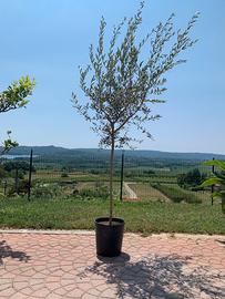 Ulivo altezza 225, larghezza 110 in vaso da 30.