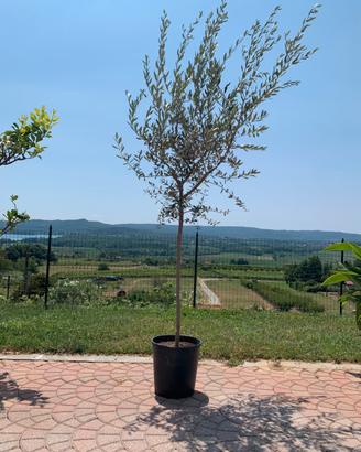 Ulivo altezza 225, larghezza 110 in vaso da 30.