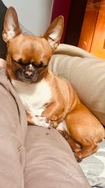 Monta chihuahua maschio