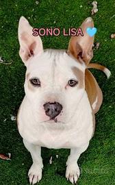 Lisa in adozione-mix bulldog francese