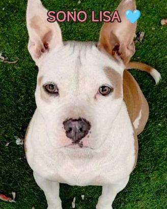 Lisa in adozione-mix bulldog francese