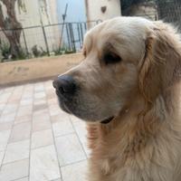 Golden Retriver