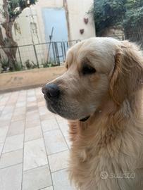 Golden Retriver