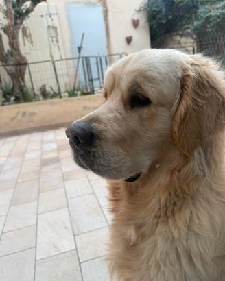 Golden Retriver