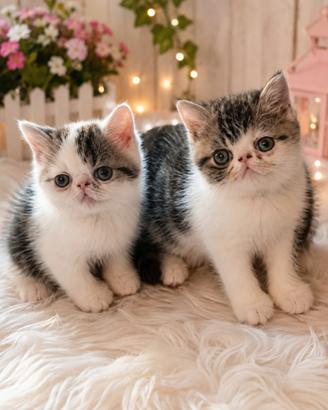 Cucciolo i razza exotic shorthair