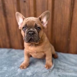 Bulldog francese tan merle