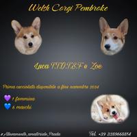 Cuccioli Corgi con pedigree