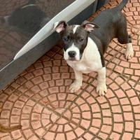 Cucciola di pitbull
