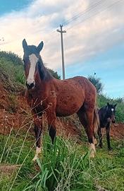 Cavallo paint x quarter