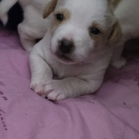 Cuccioli Jack russel