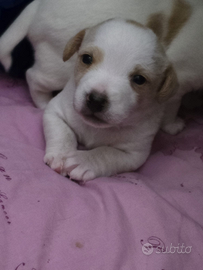 Cuccioli Jack russel