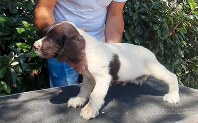 Springer Spaniel Inglese