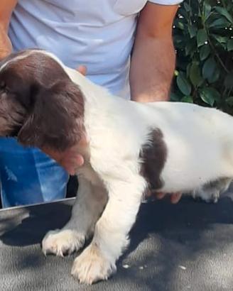 Springer Spaniel Inglese