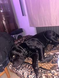 Cane corso monta