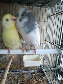 Coppie cocorite e ondulati