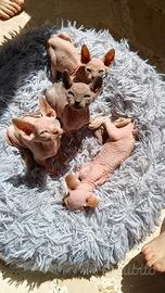 Gattini sphynx