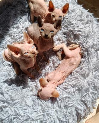 Gattini sphynx