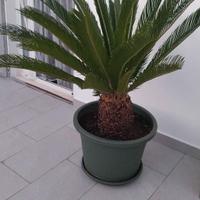 Cycas in vaso