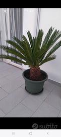 Cycas in vaso