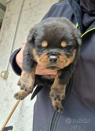 Cuccioli rottweiler alta genealogia