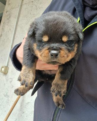 Cuccioli rottweiler alta genealogia