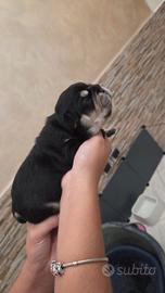 Bulldog francese