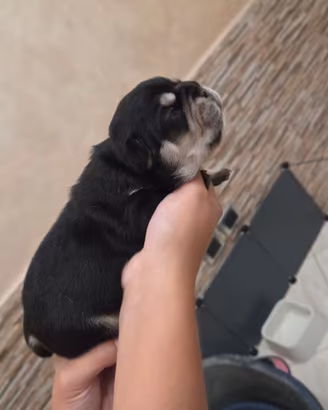 Bulldog francese