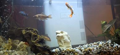 acquario completo di pesci  90l