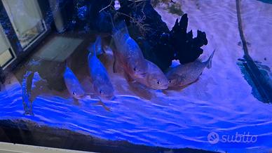Piranha Serrasalmus Nattereri