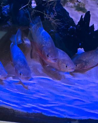 Piranha Serrasalmus Nattereri