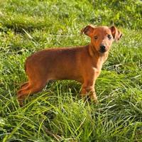 Cuccioli pinscher nano