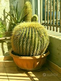 Echinocactus Grusonii (o “cuscino della suocera")