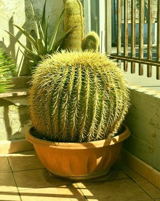 Echinocactus Grusonii (o “cuscino della suocera")