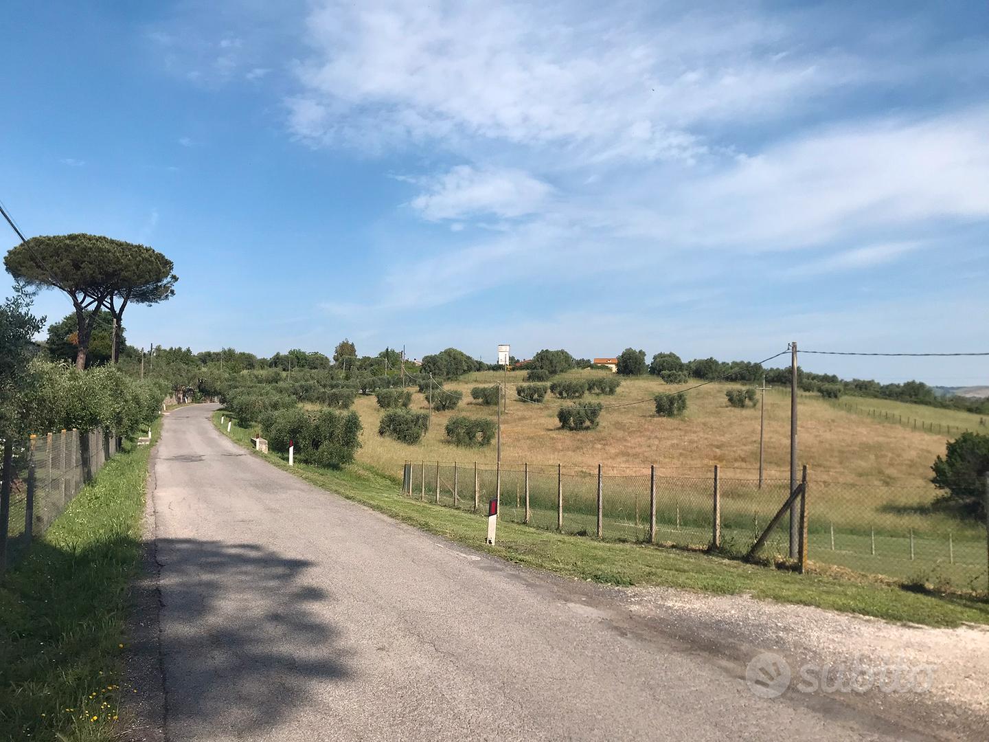Terreno + piante di olivo - Vista 2
