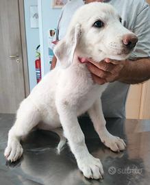 Cuccioli di pastore maremmano
