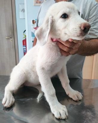 Cuccioli di pastore maremmano