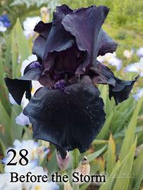 5 rizomi iris germanica
