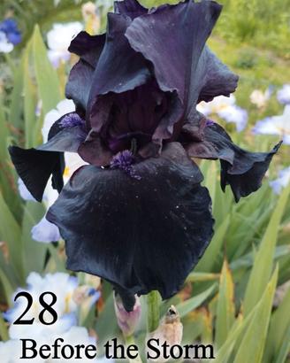 5 rizomi iris germanica