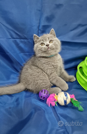 Scottish fold e straight