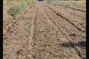 Uliveto . Per immediato realizzato