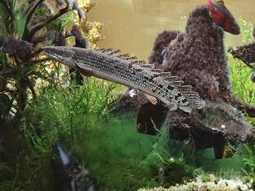 Pesce polipterus delhzi