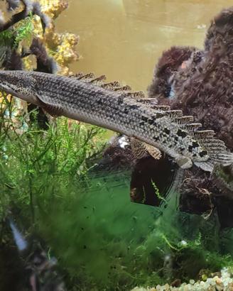 Pesce polipterus delhzi